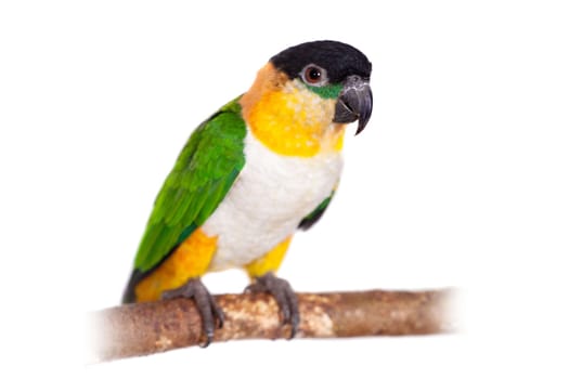 The black-headed caique, Pionites melanocephalus, on white background