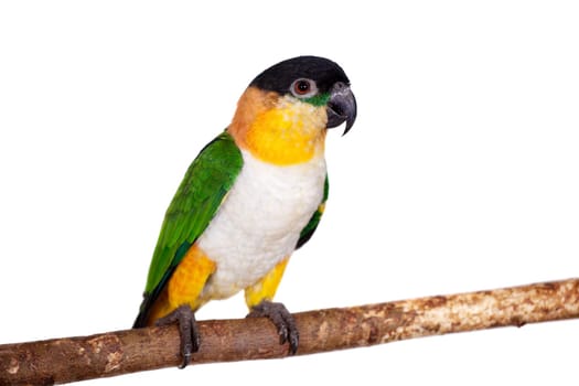 The black-headed caique, Pionites melanocephalus, on white background