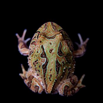 The Fantasy horned froglet isolated on black background