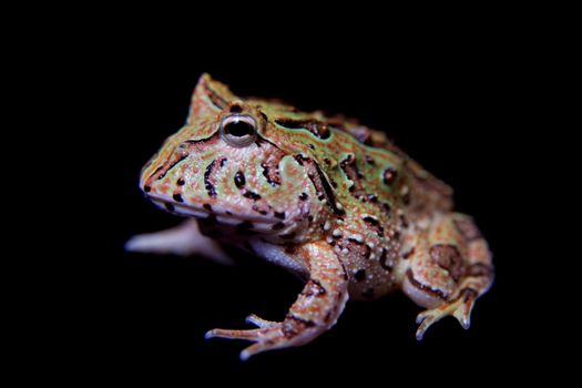 The Fantasy horned froglet isolated on black background