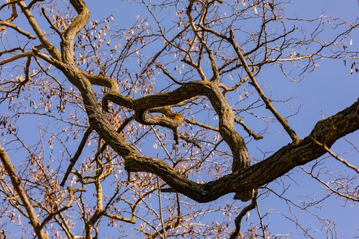 Many leafless branches of a tree in winter with a blue sky in Germany