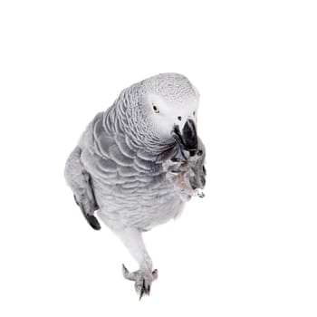 African Grey Parrot, Psittacus erithacus, isolated on white background