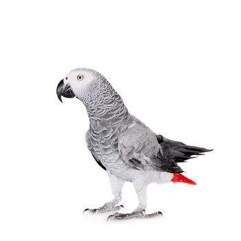 African Grey Parrot, Psittacus erithacus, isolated on white background