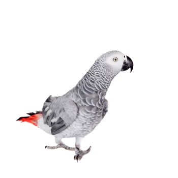 African Grey Parrot, Psittacus erithacus, isolated on white background