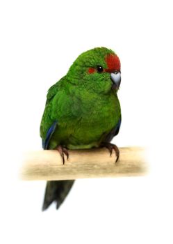 Red-fronted Kakariki parakeet, Cyanoramphus novaezelandiae, isolated on white