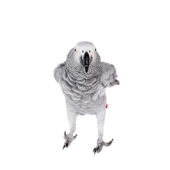 African Grey Parrot, Psittacus erithacus, isolated on white background