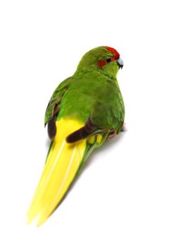 Red-fronted Kakariki parakeet, Cyanoramphus novaezelandiae, isolated on white