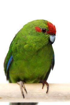 Red-fronted Kakariki parakeet, Cyanoramphus novaezelandiae, isolated on white