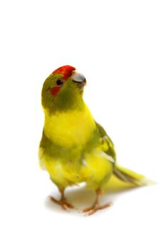 Red-fronted Kakariki parakeet, Cyanoramphus novaezelandiae, cinnamon motley colored, isolated on white