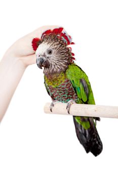 Hawk-headed Parrot, Deroptyus accipitrinus, isolated on white