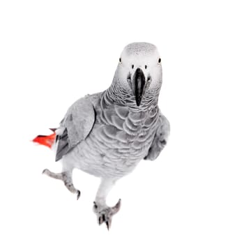 African Grey Parrot, Psittacus erithacus, isolated on white background