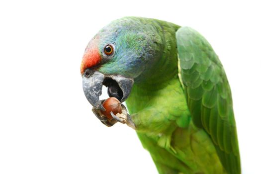 Flying festival Amazon parrot on the white background