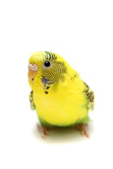 Budgie female isolated on the white background