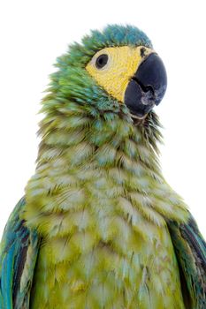 Red-bellied macaw, orthopsittaca manilata, isolated on white background