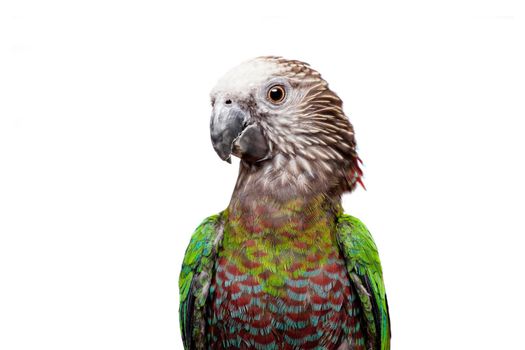 Hawk-headed Parrot, Deroptyus accipitrinus, isolated on white