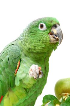 Mealy Amazon parrot, Amazona farinosa eating of a white background