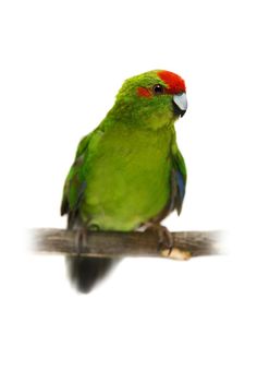 Red-fronted Kakariki parakeet, Cyanoramphus novaezelandiae, isolated on white