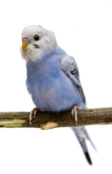 Budgie 1,5 mounths isolated on the white background