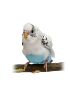 Budgie 1,5 mounths isolated on the white background