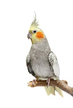 Cockatiel parakeet 4 years old, female, isolated on white backgound