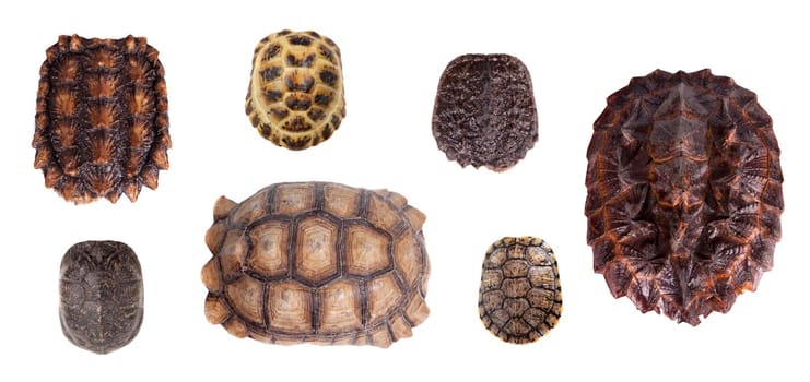 Different Tortoiseshells isolated on the white background