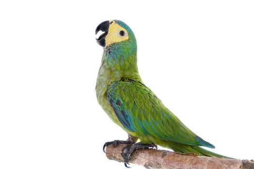 Red-bellied macaw, orthopsittaca manilata, isolated on white background