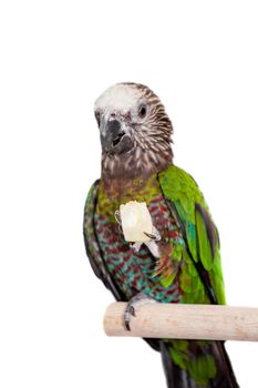 Hawk-headed Parrot, Deroptyus accipitrinus, isolated on white