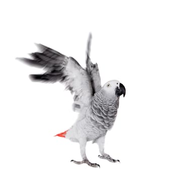 African Grey Parrot, Psittacus erithacus, isolated on white background