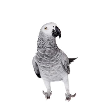 African Grey Parrot, Psittacus erithacus, isolated on white background