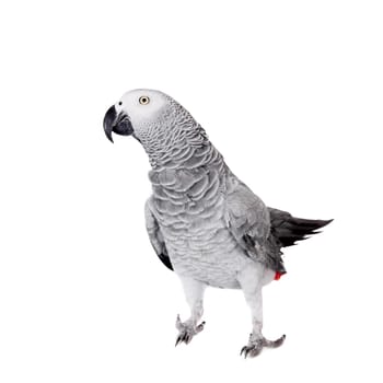 African Grey Parrot, Psittacus erithacus, isolated on white background