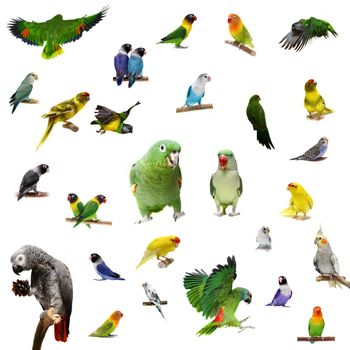 Set parrots and parakeets isolated on white