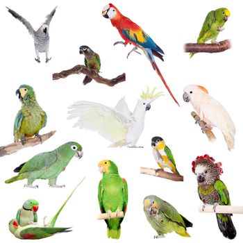 Parrots and parakeets set isolated on white background