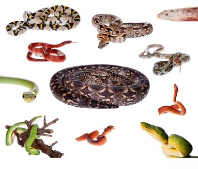Collection of snakes isolated on the white background