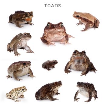 The toads set isolated on white background