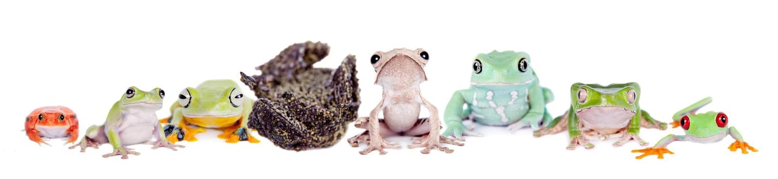 Reinwardt's flying tree frog, Rhacophorus reinwardtii, isolated on white