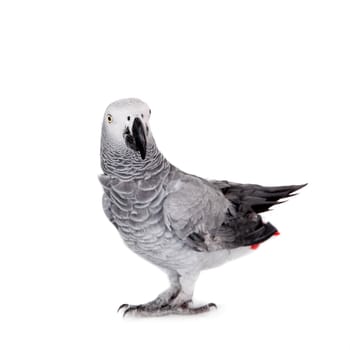 African Grey Parrot, Psittacus erithacus, isolated on white background