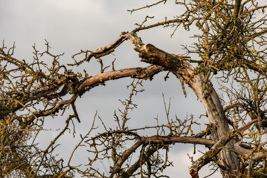 After the strong wind in winter, the damage and the tree breakage become apparent