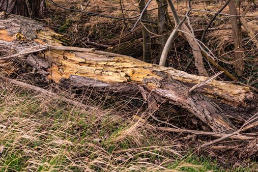 A dead tree trunk lies on the ground in a protected forest and is being broken down into its individual parts