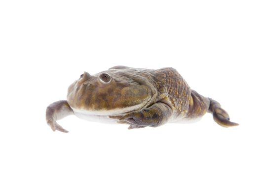 The Budgett's frog, wide-mouth frog, or hippo frog, Lepidobatrachus laevis, isolated on white background