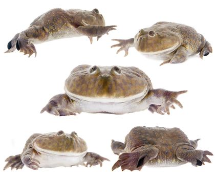 The Budgett's frog, wide-mouth frog, or hippo frog, Lepidobatrachus laevis, isolated on white background