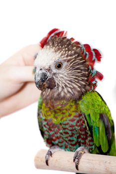 Hawk-headed Parrot, Deroptyus accipitrinus, isolated on white