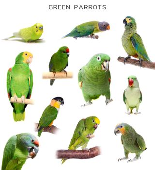 Set of green parrots and parakeets, isolated on white background