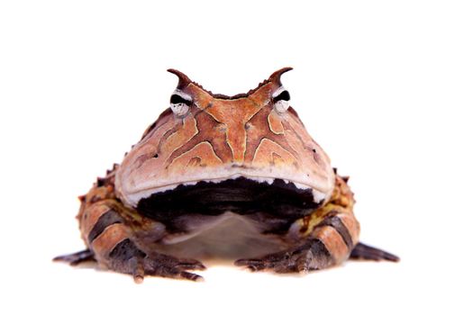 The Surinam horned frog, Ceratophrys cornuta, isolated on white background