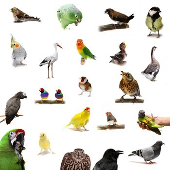 Group of birds isolated on the white background