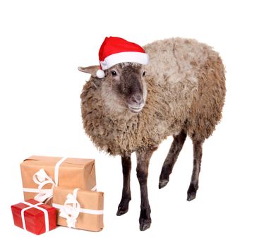 Portrait Of sheep in christmas hat Isolated On White. Simbol 2015