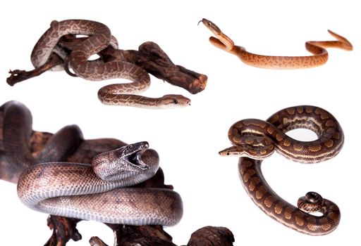 Epicrates boas isolated on the white background