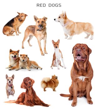 Set of red dogs isolated on white background