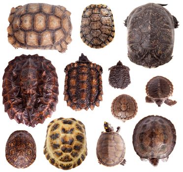 Different Tortoiseshells isolated on the white background