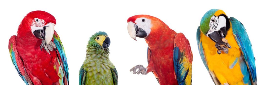 Macaw parrots set isolated on white background