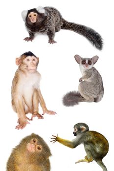 Set of different primates, isolated on white background